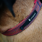 Del Día Dog Collar